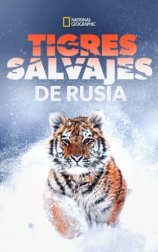 Tigres salvajes de Rusia (Russia’s Wild Tiger)